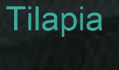 Tilapia Fish Company logo