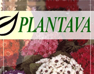 Plantava Ltd. logo