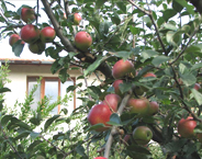 Fruit Nursery SP logo