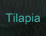 Tilapia Fish Company logo
