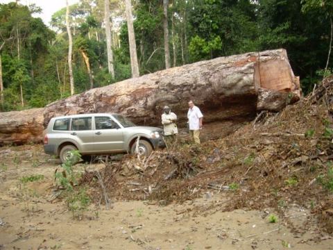 Photo 1 of 7 from Tropic Timber