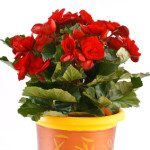 Photo 2 of 2 from Bulgaria Flower Delivery