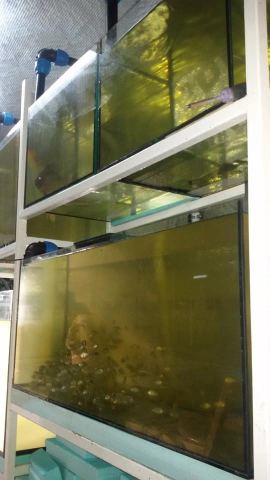 Photo 3 of 4 from Tilapia Fish Company