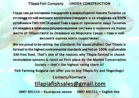 Photo 2 of 4 from Tilapia Fish Company