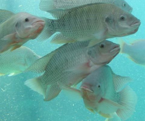 Photo 4 of 4 from Tilapia Fish Company