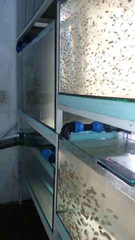 Photo 1 of 4 from Tilapia Fish Company